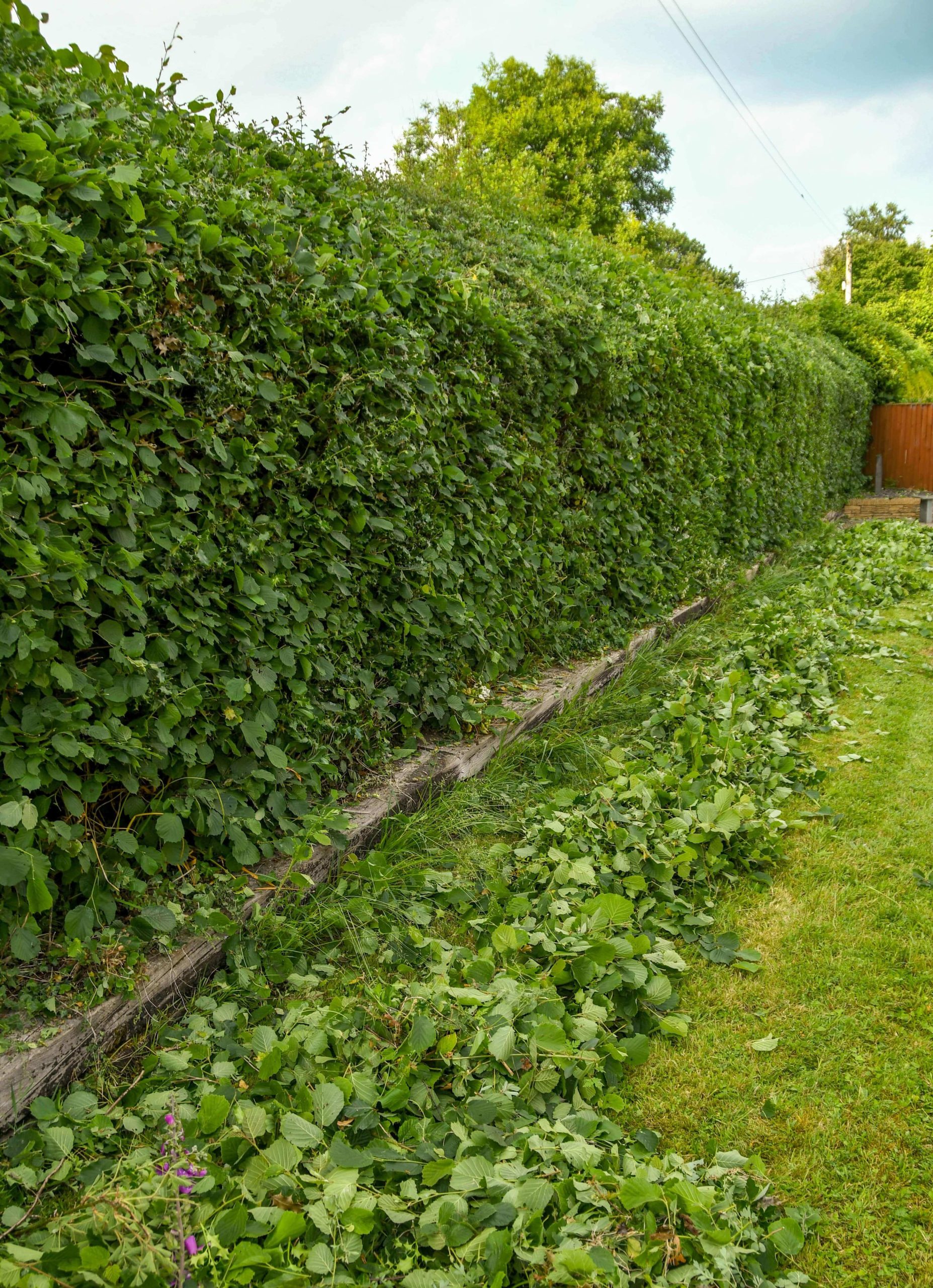 Garden Maintenance Stockwell SW9/SW8